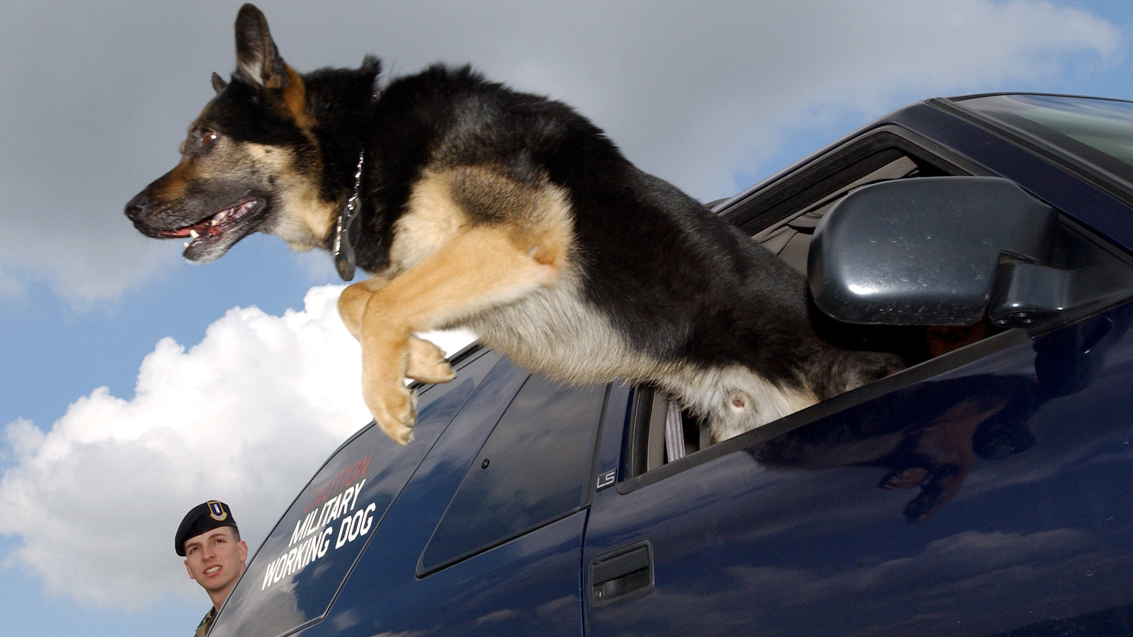 Image result for dog jump out of car