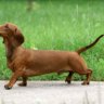 Dachshund