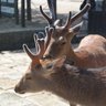 Nara_Deer