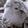 acridsheep