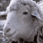 acridsheep