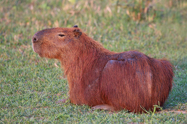 Carpincho-Capybara.jpg