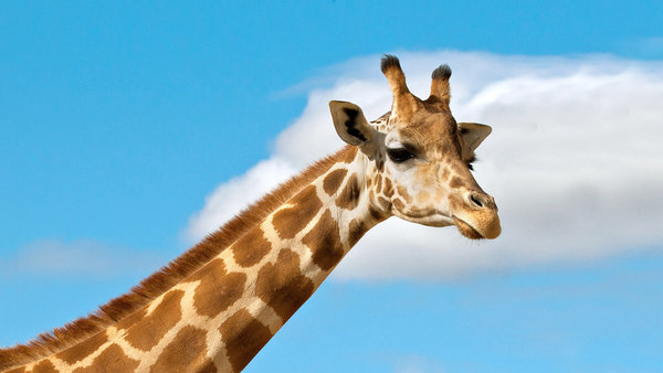 Giraffe.jpg