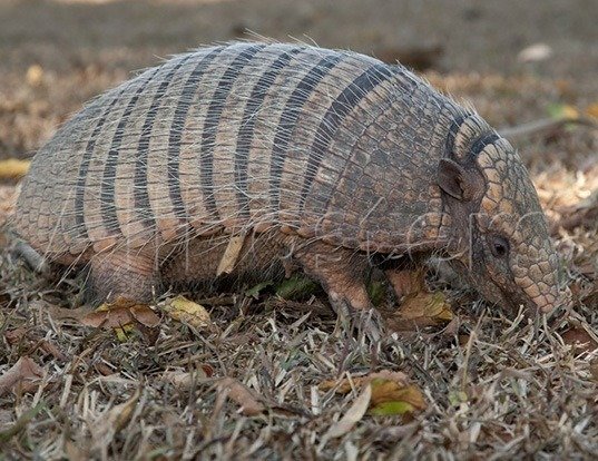 armadilo.jpg