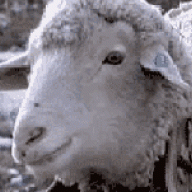 acridsheep