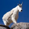 MountainGoat