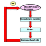 negativefeedbackloop