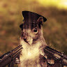 Squirrel_