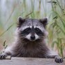 Raccoon